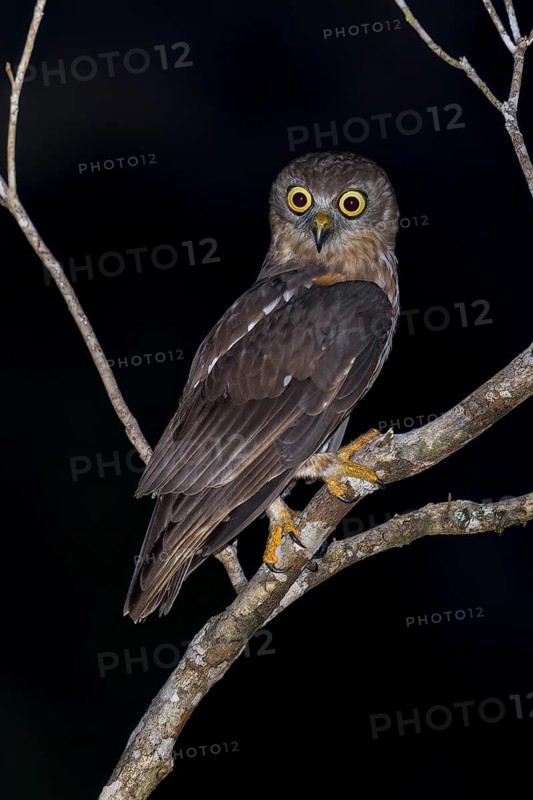 Barking Owl (Ninox connivens) perched on a branch in Papua New Guinea