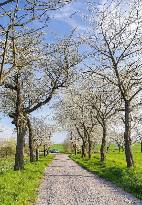 Old cherry tree avenue (Prunus) in bloom, Klipphausen, Saxony, Germany