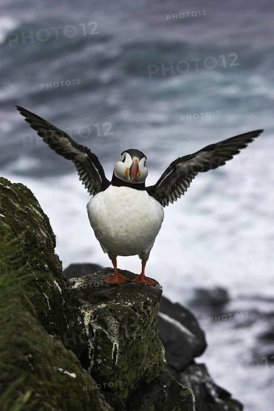 Atlantic Puffin (Fratercula arctica), Iceland