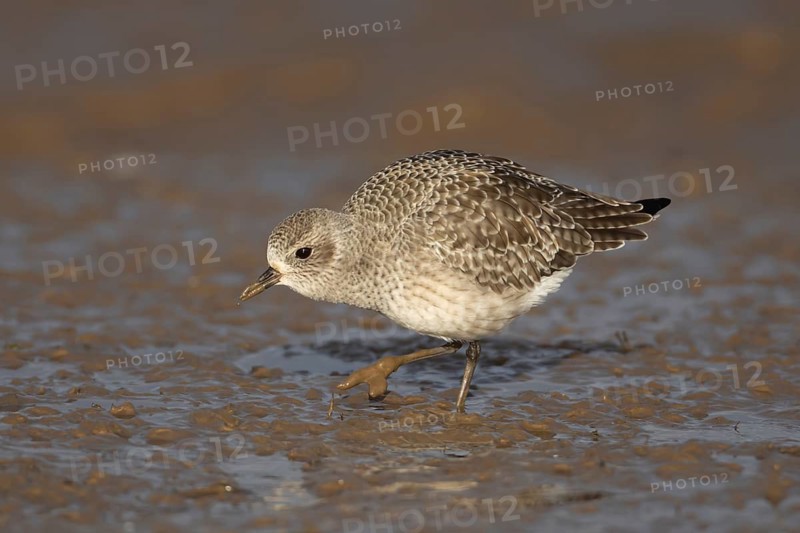 Grey plover (Pluvialis squatarola) adult wading bird in winter plumage feeding on a mudflat on a shoreline, Norfolk, England, United Kingdom