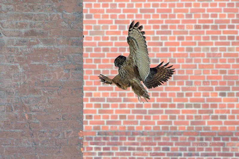 Uhu (Bubo bubo), Eagle Owl, fliegender Altvogel, Juni, Zeche Ewald, Herten, Ruhrgebiet, Nordrhein-Westfalen, Deutschland