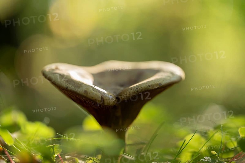 Brown Roll-rim (Paxillus involutus), fruiting body, lamellar mushroom, low depth of field, Lower Saxony, Germany