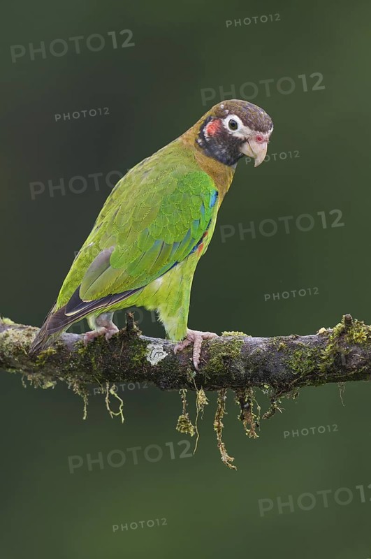 Brown-hooded Parrot (Pyrilia haematotis), Costa Rica