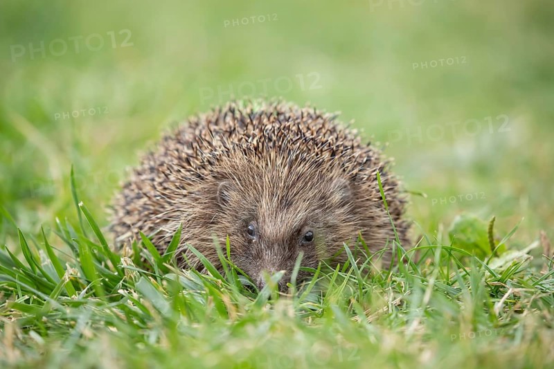 European hedgehog (Erinaceus europaeus) adult animal on a garden grass lawn in summer, England, United Kingdom