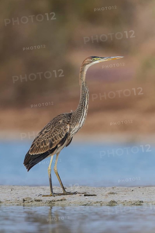 Purple Heron (Ardea purpurea) foraging, Eilat, Israel