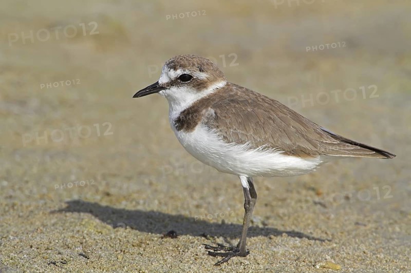 Kentish Plover (Charadrius alexandrinus), Oman