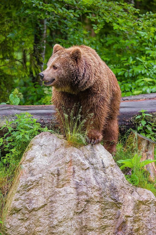 A female eurasian brown bear (Ursus arctos arctos) stands on a rock lying at a forest edge in early springtime on a rainy day