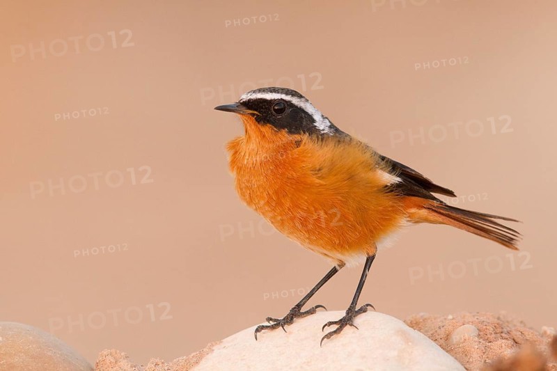 Moussier's Redstart (Phoenicurus moussieri) male, Morocco
