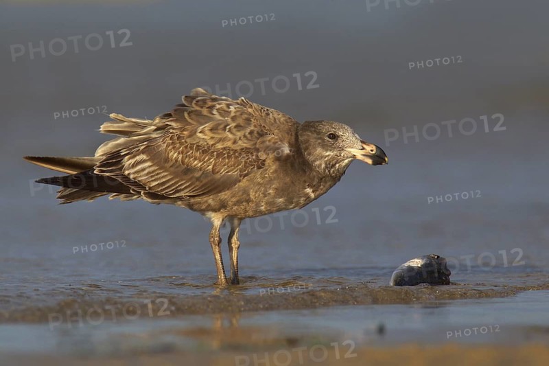 Pacific Gull (Larus pacificus), Victoria, Australia