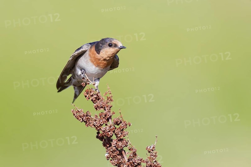 Welcome Swallow (Hirundo neoxena), Victoria, Australia