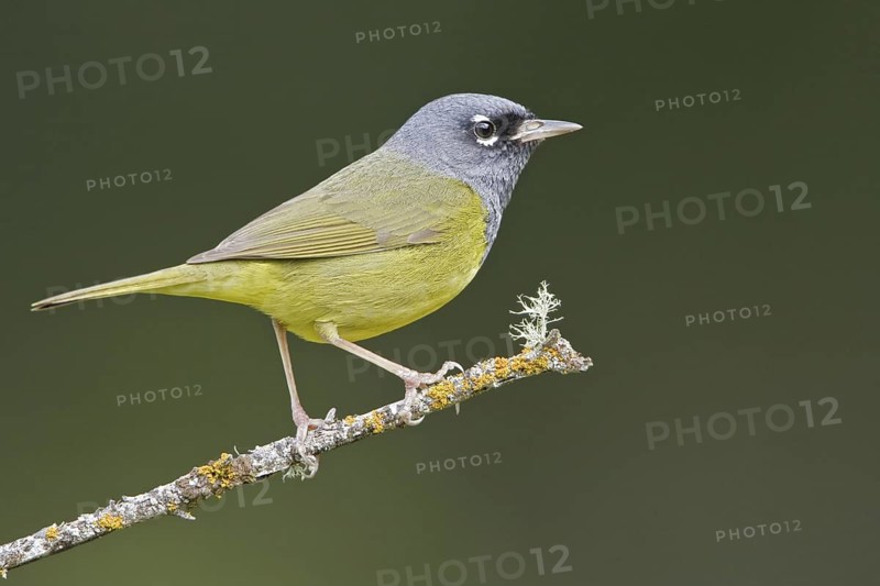 MacGillivray's Warbler (Geothlypis tolmiei), British Columbia, Canada