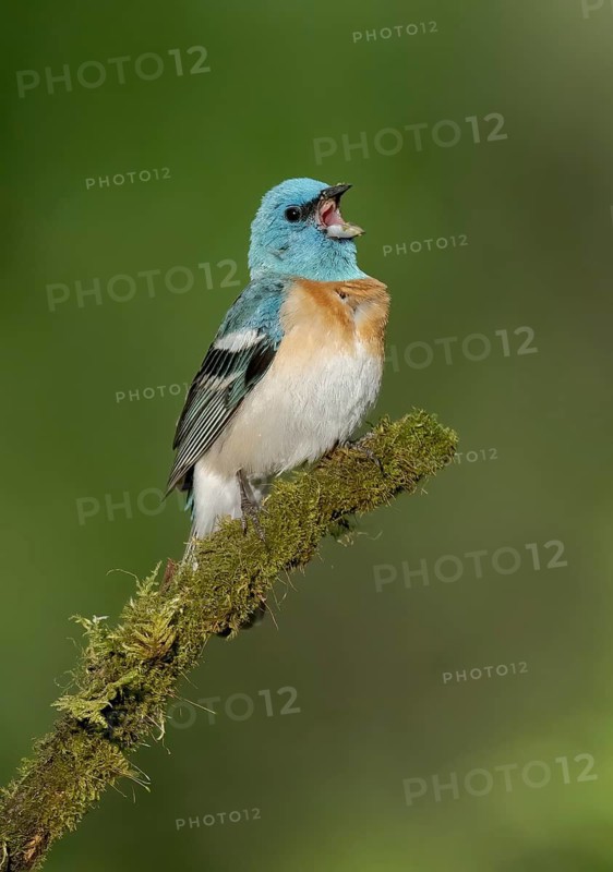 Lazuli Bunting (Passerina amoena) male singing, perched on a branch, British Columbia, Canada