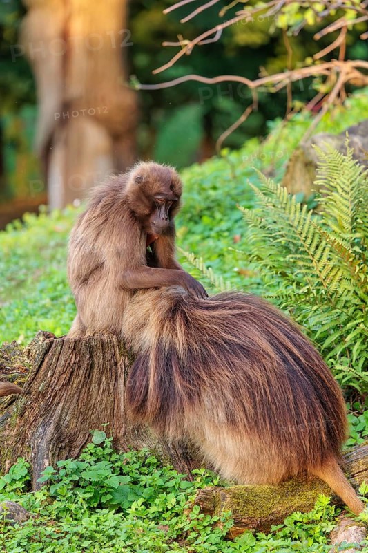 A male and a female Gelada (Theropithecus gelada), or bleeding-heart monkey sit in beautiful light on a tree trunk lying in green vegetation. The female grooms the male Gelada