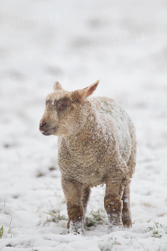 Domestic sheep (Ovis aries) juvenile baby lamb farm animal standing in a snow covered grass field in winter, England, United Kingdom