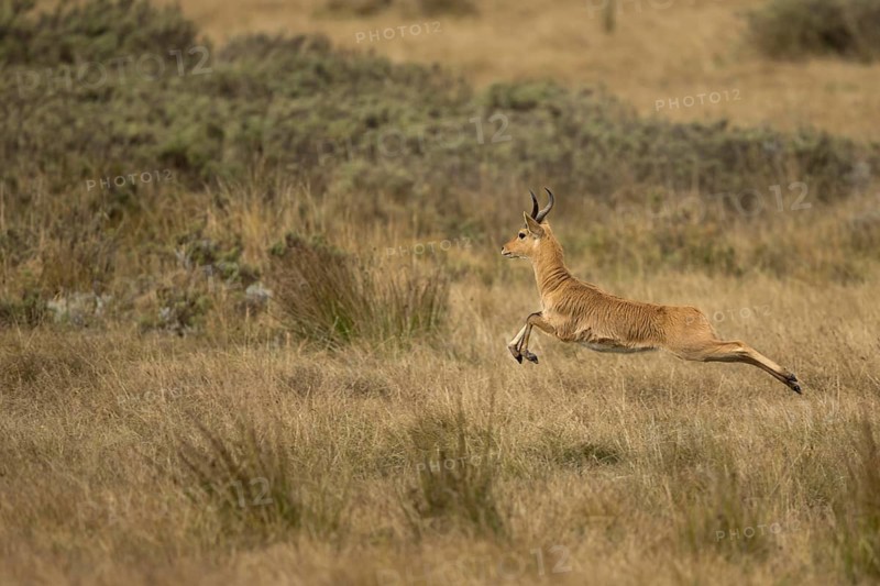 Bohor Reedbuck (Redunca redunca bohor) male running and jumping in savanna, Bale Mountains National Park, Ethiopia