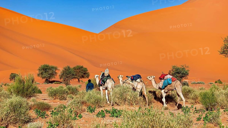 Loaded camels and people in front of large sand dunes, Tuareg with his camel caravan in the Sahara in Algeria