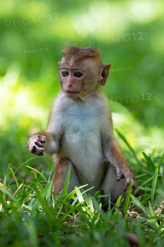 Ceylon hat monkey (Macaca sinica), juvenile, in the holy city of Anuradhapura, North Central Province, Sri Lanka