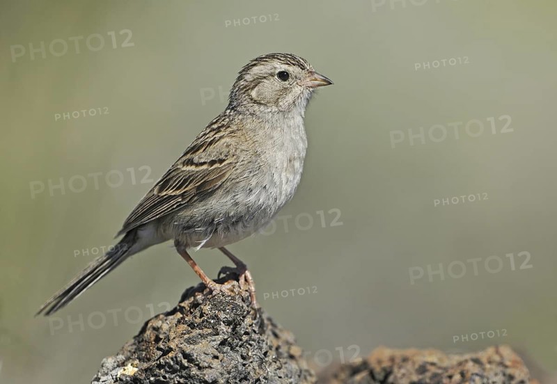 Brewer's Sparrow (Spizella breweri), Oregon, USA