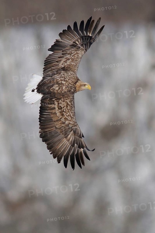 White-tailed Eagle (Haliaeetus albicilla), Hokkaido, Japan