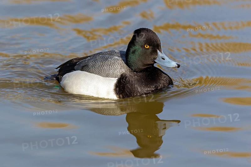 Scaup, (Aythya marila), animals, birds, ducks, duck birds, Vogelpark Bobenheim-Roxheim, Bobenheim-Roxheim, Rhineland-Palatinate, Germany