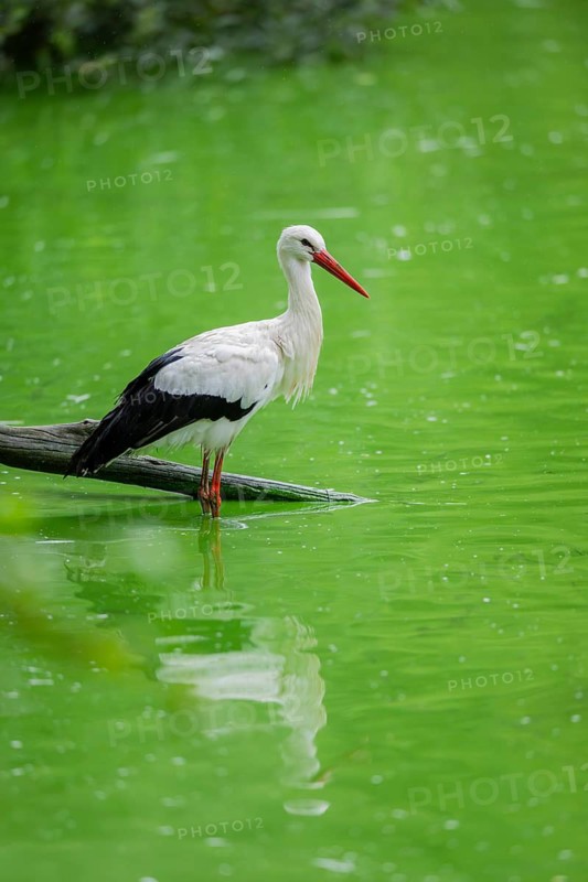 White stork (Ciconia ciconia) standing in a little lake in the water, Bavaria, Germany
