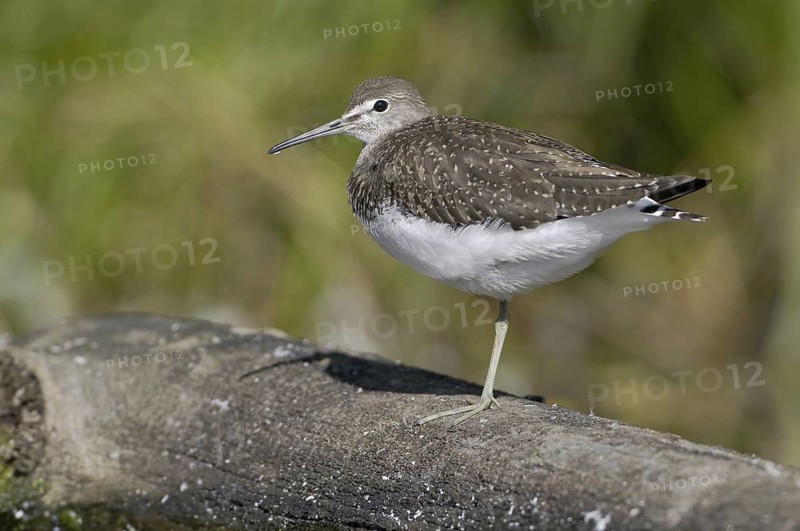 Green Sandpiper (Tringa ochropus), Saxony, Germany