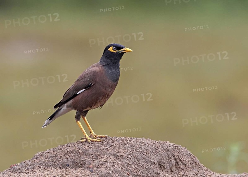 Common Myna (Acridotheres tristis), Penang, Malaysia