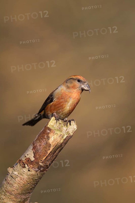 Common crossbill (Loxia curvirostra) adult male bird on a tree branch, Norfolk, England, United Kingdom