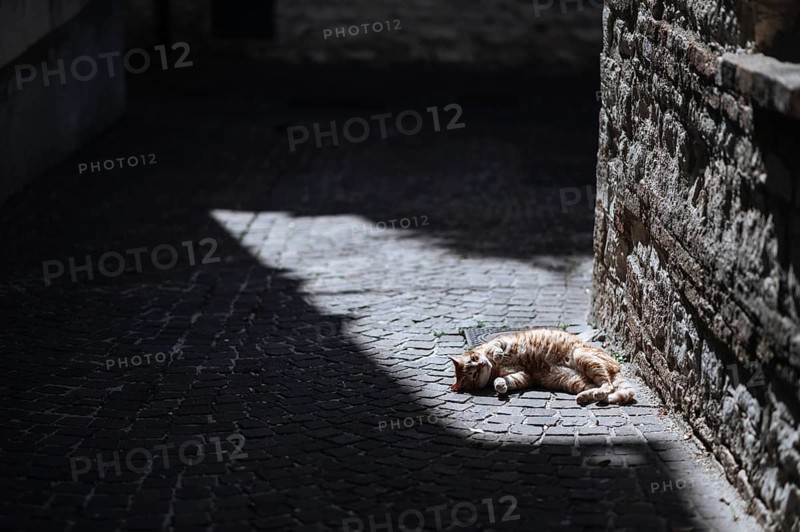 A ginger cat basks in a sunlit spot on a cobblestone alley in Treia, Italy. The scene captures a peaceful and tranquil moment in a shadowy, rustic setting