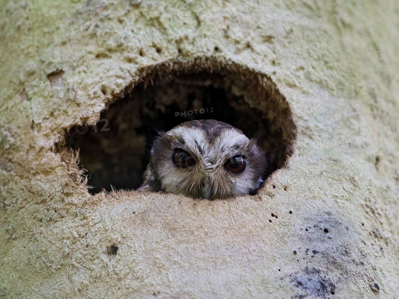 Bare-legged Owl (Margarobyas lawrencii), Cuba