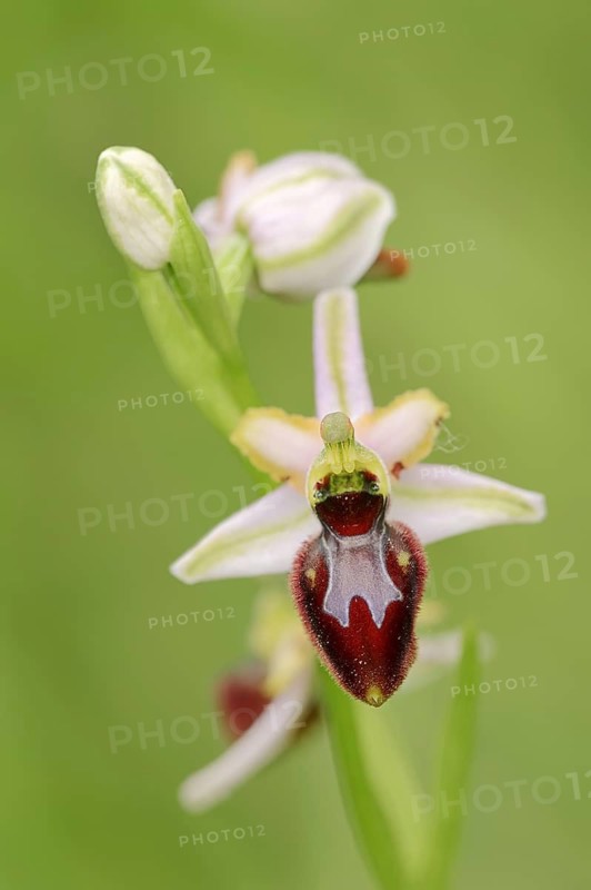Ragwort in splendour (Ophrys splendida), flower, Provence, southern France