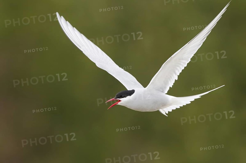 Arctic Tern (Sterna paradisaea) calling in flight, Finnmark, Norway