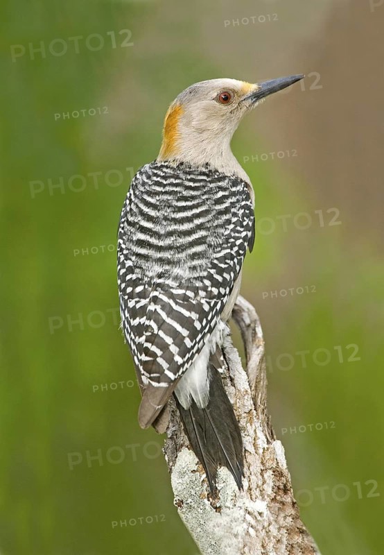 Golden fronted Woodpecker Melanerpes aurifrons Rio Grande City, Starr County, Texas, United States 27 March Adult Female Picidae