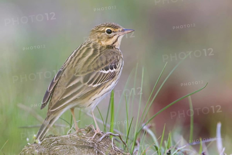 Tree Pipit (Anthus trivialis), Hesse, Germany