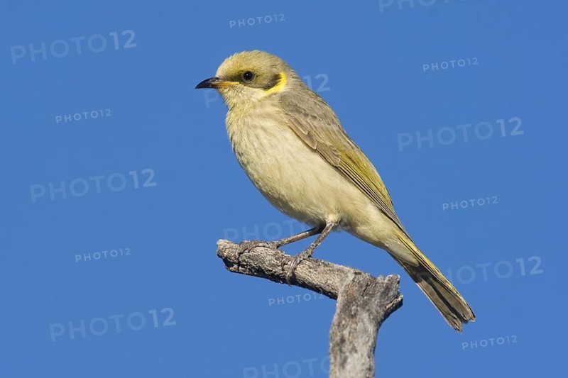 Grey-fronted Honeyeater (Ptilotula plumula), Kimberley, Western Australia, Australia
