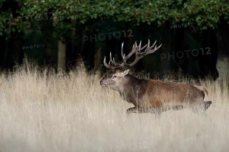 Red Deer (Cervus elaphus) stag walking across grassland, Denmark