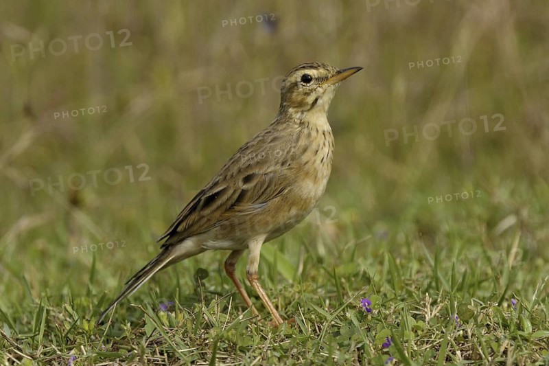 Paddyfield Pipit (Anthus rufulus), Goa, India