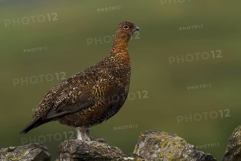 Red Grouse (Lagopus lagopus scotica), Yorkshire, United Kingdom