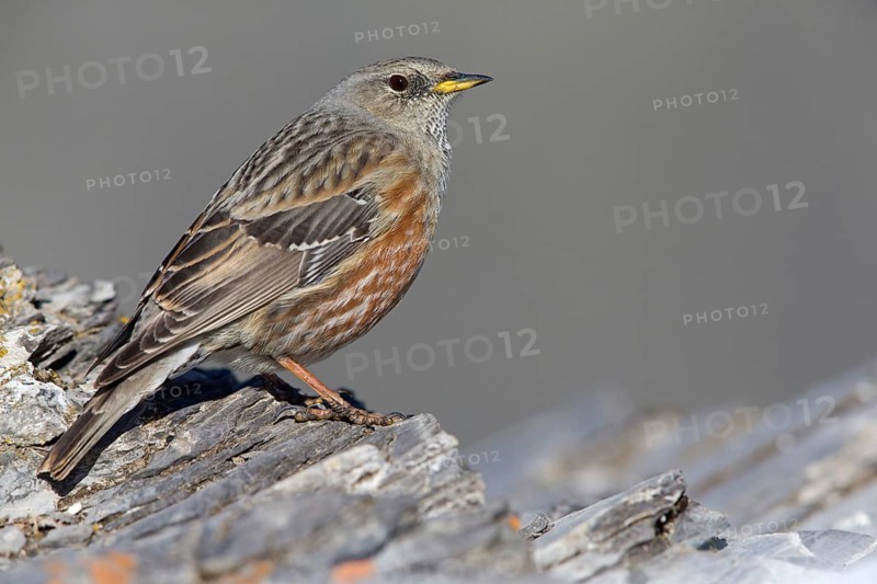 Alpenbraunelle, Alpine Accentor, Prunella collaris, Accenteur alpin, Acentor Alpino