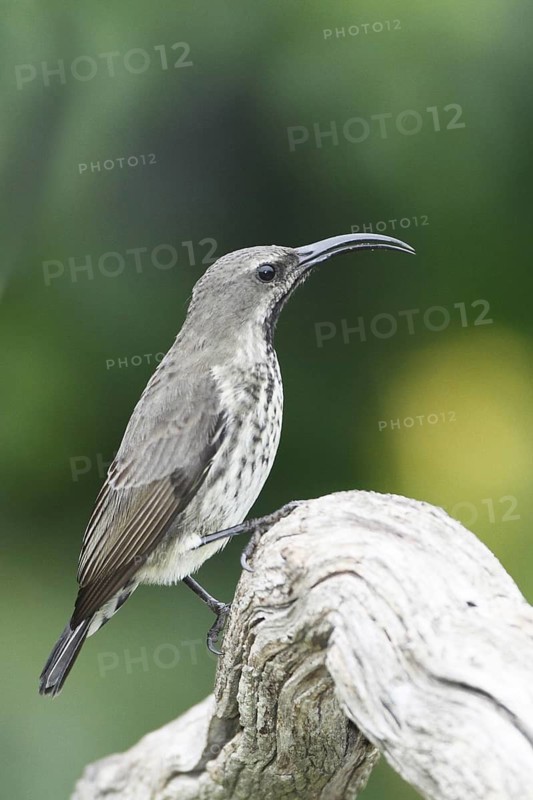 Amethyst sunbird, Chalcomitra amethystina