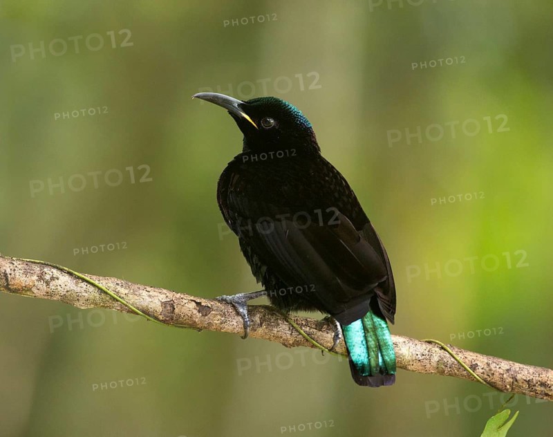 Victoria's Riflebird (Ptiloris victoriae) male perched on a branch, Queensland, Australia