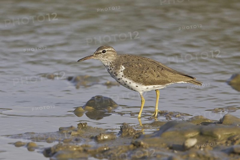 Spotted Sandpiper (Actitis macularius), Ecuador