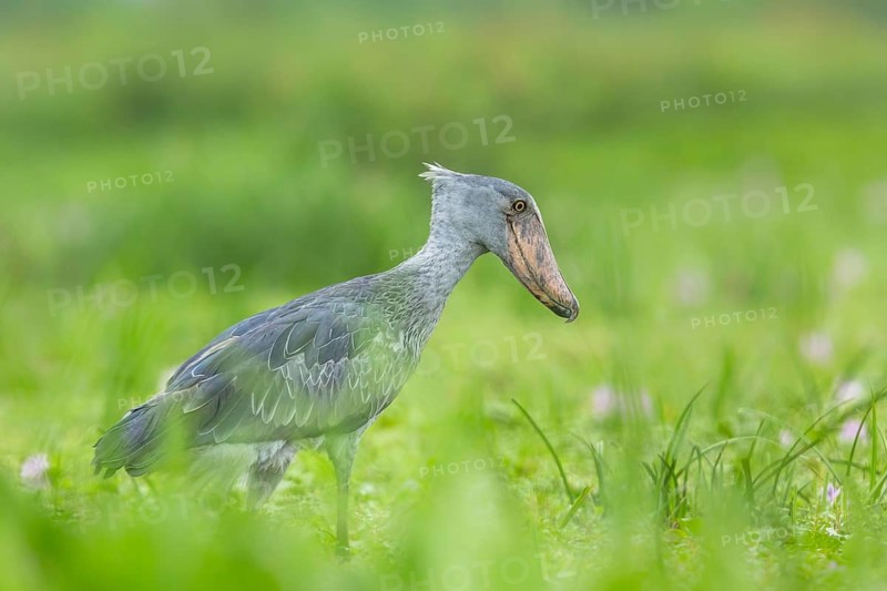 Shoebill (Balaeniceps rex), Murchinson Falls National Park, Uganda