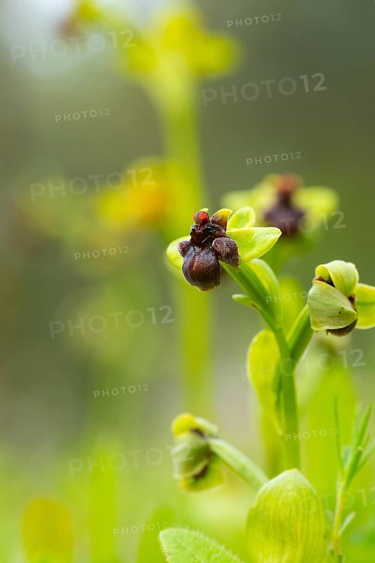 A detailed photograph showcasing the intricate Ophrys orchids native to Andalusia, capturing their distinctive features in a natural setting