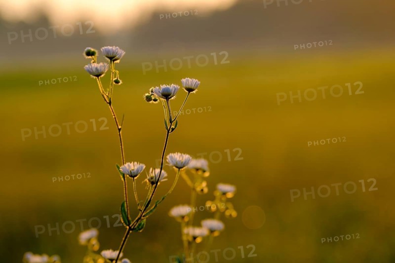 Fine weed, annual ragweed, (Erigeron annuus), sunrise, Upper Bavaria, Bavaria, Germany