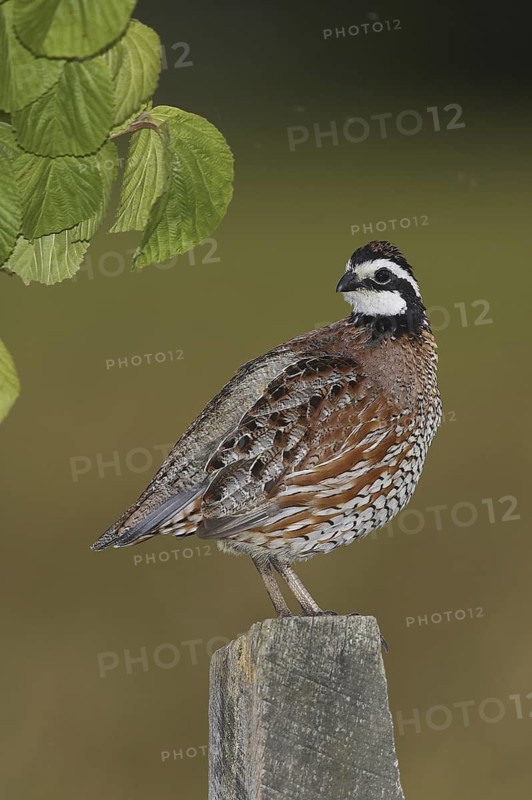 Northern Bobwhite (Colinus virginianus) male, Delaware, USA