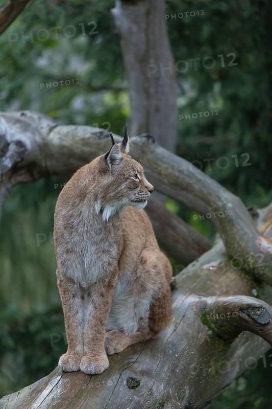 One Eurasian lynx, (Lynx lynx), sitting on fallen dead tree with a green natural background and autumnal leaves in the foreground