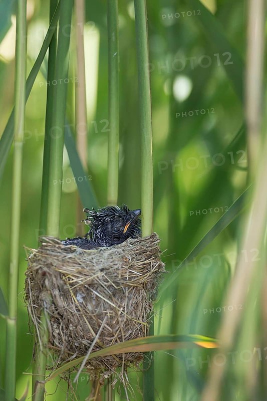 Common Cuckoo (Cuculus canorus) juvenile in nest of Eurasian Reed Warbler, Saxony-Anhalt, Germany