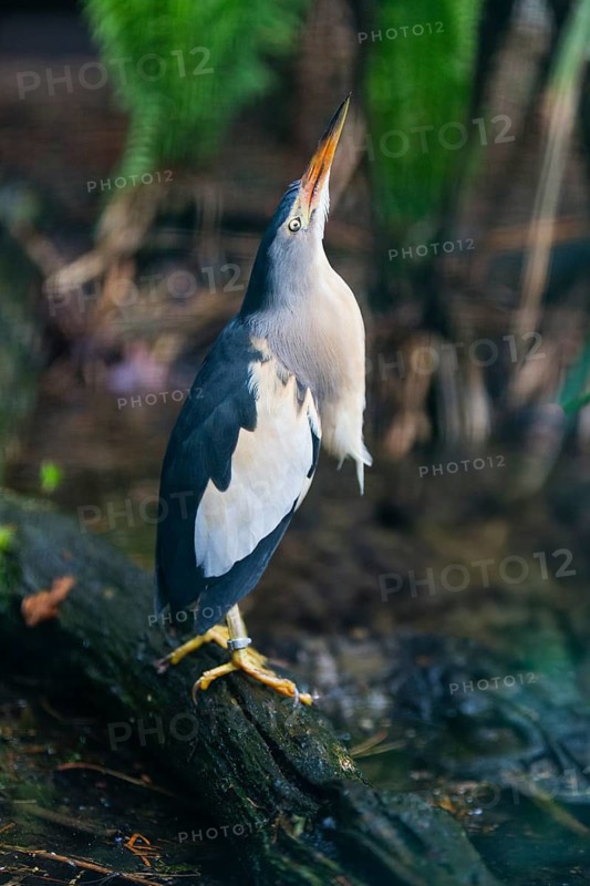 Little Bittern (Ixobrychus minutus), male adult bird, native to Europe, captive, Germany