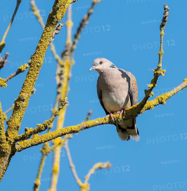 Turtle dove (Streptopelia turtur) sitting on the branch of an ash tree (Fraxinus excelsior) overgrown with common orange lichen (Xanthoria parietina), blue sky, Thuringia, Germany